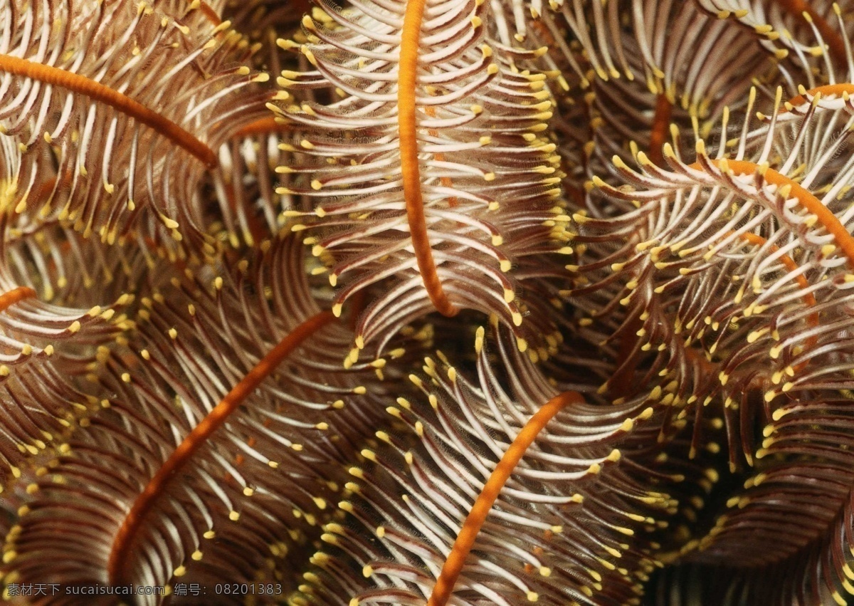 海洋生物 海底世界 海洋 礁石 生物世界 鱼 鱼类 珊蝴礁石 珊蝴 海底景色