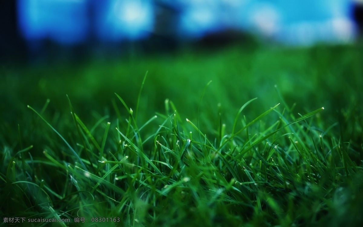 绿草如茵 春天 风景壁纸 花草 绿色 生物世界 小草 自然风景 psd源文件