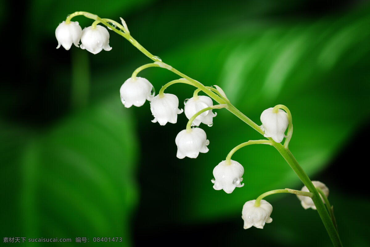 白色风铃草 风铃草 风铃花 白花 绿叶 叶子 嫩叶 鲜花 花朵 白色花朵 花卉 花草 植物 生物世界