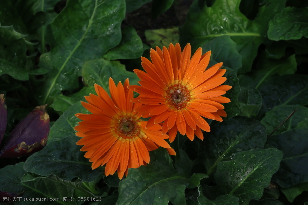 非洲菊 太阳花 猩猩菊 日头花 灯盏花 波斯花 千日菊 观赏花卉 花瓣 花朵 花儿 花草 花卉 花心 菊菊花 生物世界