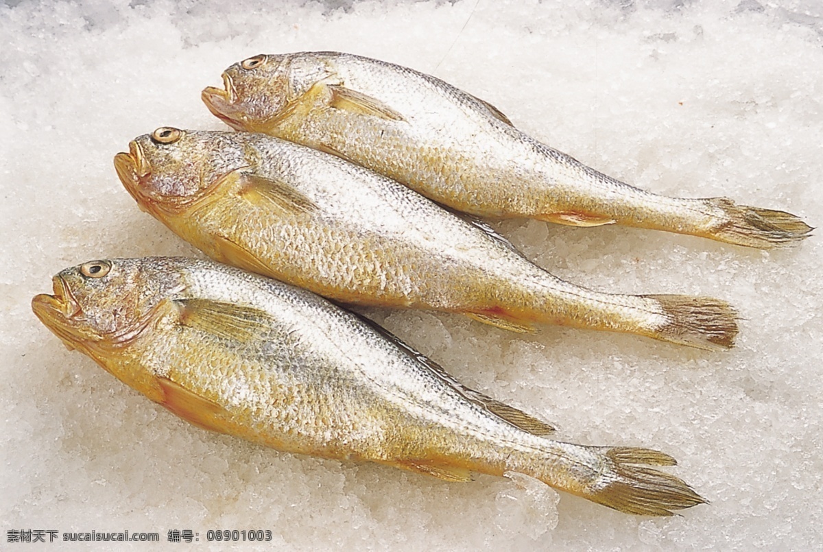 黄花鱼 水产品 河海鲜 食物原料 餐饮美食