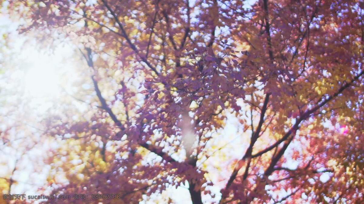 秋叶慢动1 背景 自然 秋天 叶 落下 树 美丽的 场景 风景 公园 森林 伍兹 林地 宁静的 宁静 平静的 平静 放松 生态学 在户外 生态的 环境 季节 颜色 丰富多彩的 着色 艳 绿叶 缓慢的 子弹时间 慢动作