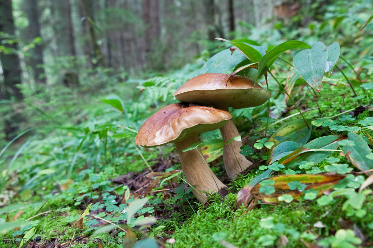 野草 丛中 香菇 蘑菇 菌类 蔬菜 食物原料 食材原料 食物摄影 餐饮美食 蘑菇图片