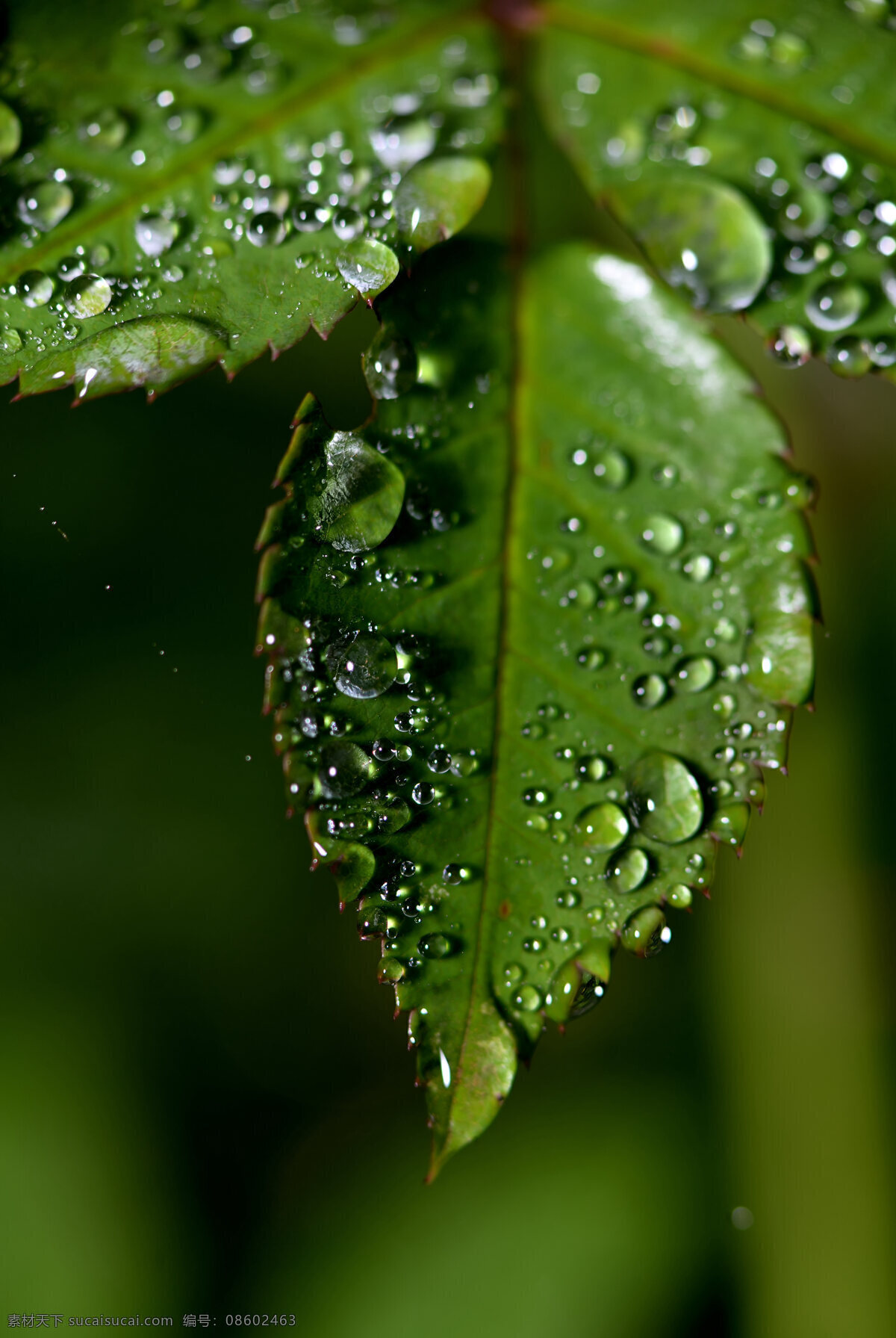 绿叶子 树叶上的露珠 露水 露珠图片 露珠 绿色 清新 花草 雨露 水珠 晨露 漂亮的水珠 绿叶上的水珠 晶莹剔透 水珠特写 绿叶特写 绿叶背景 水珠图片 水滴 水珠和绿叶 自然环保 干净的水珠 清澈的水珠 雨后 雨水 绿叶 树叶 树木树叶 生物世界