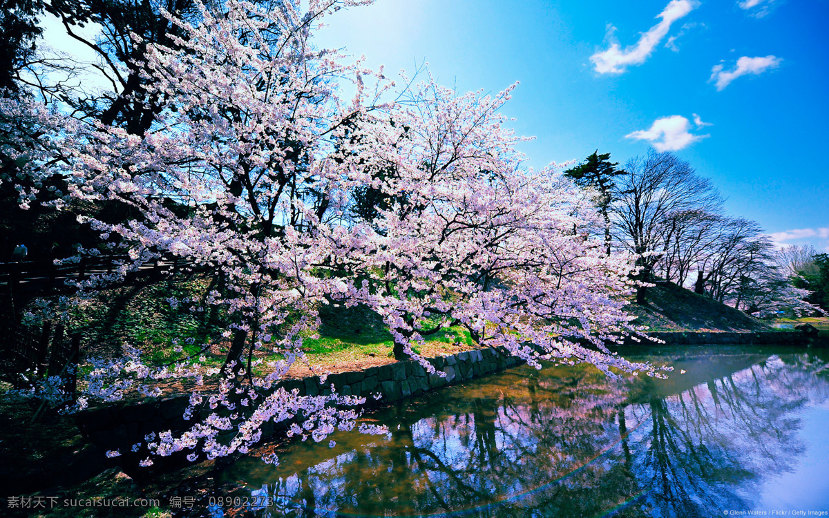 弘 前 城 樱花树 日本 弘前城 樱花 风景 天空 湖面 自然风景 自然景观