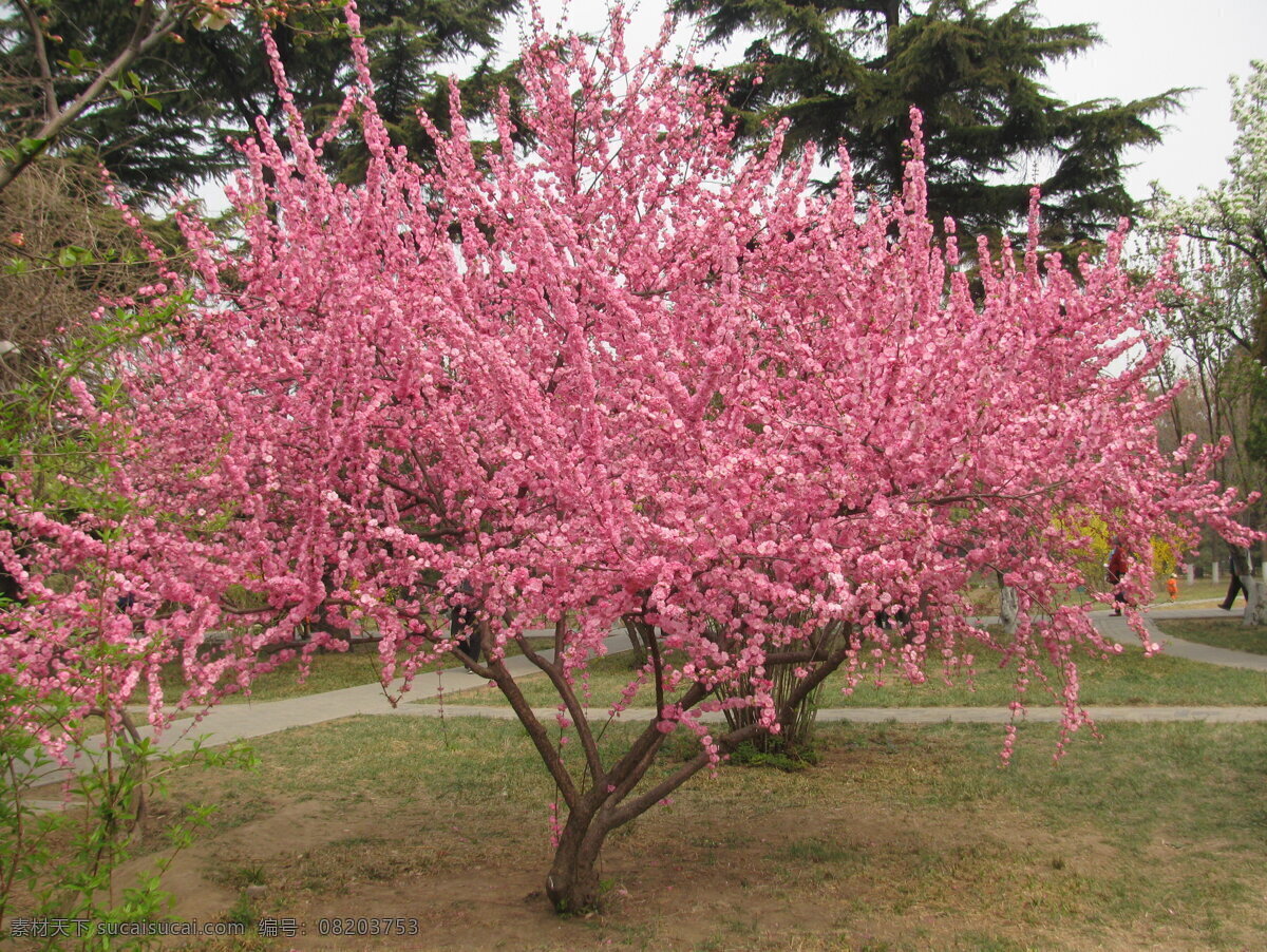 碧桃 落花 粉叶碧桃 满园春色 公园美景 千叶桃花 树干 树枝 花卉 花儿 花骨朵 花草 园林景观 绿化景观 山桃碧桃 生物世界