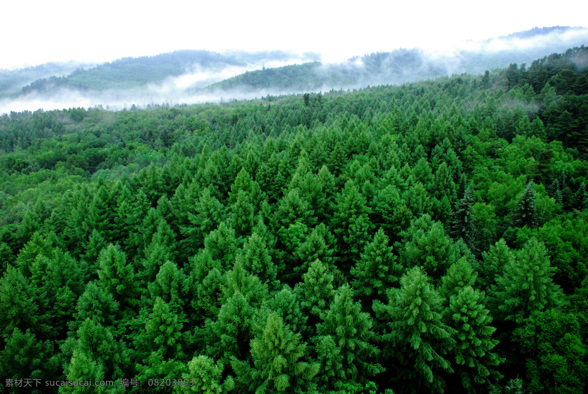 中国 伊春 林海 红松故乡 森林氧吧 林都伊春 原始森林 自然风景 自然景观