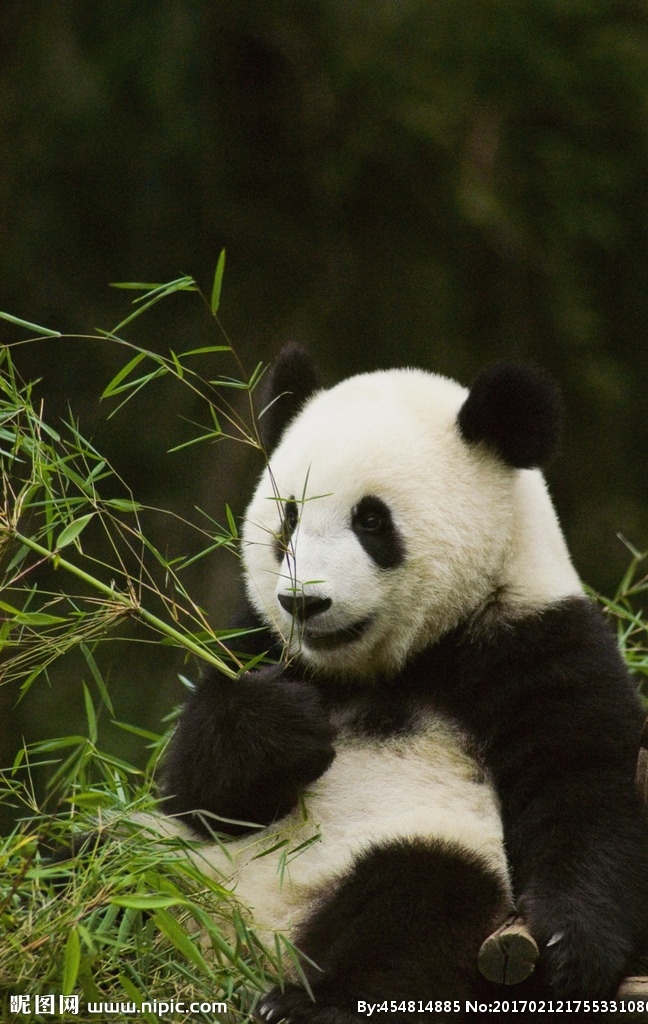 唯美 可爱 动物 野生 大熊猫 熊猫 可爱大熊猫 国宝大熊猫 国宝 生物世界 野生动物