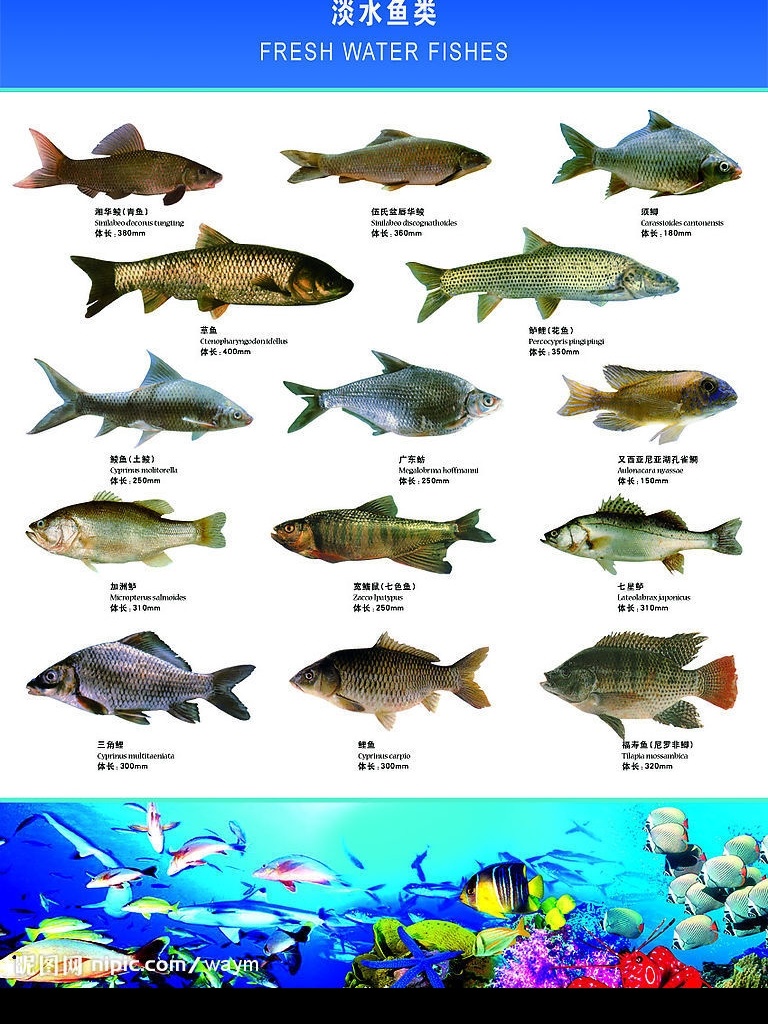 淡水鱼类 淡水鱼 鱼 鱼类 海洋生物 生鱼 分层 源文件库