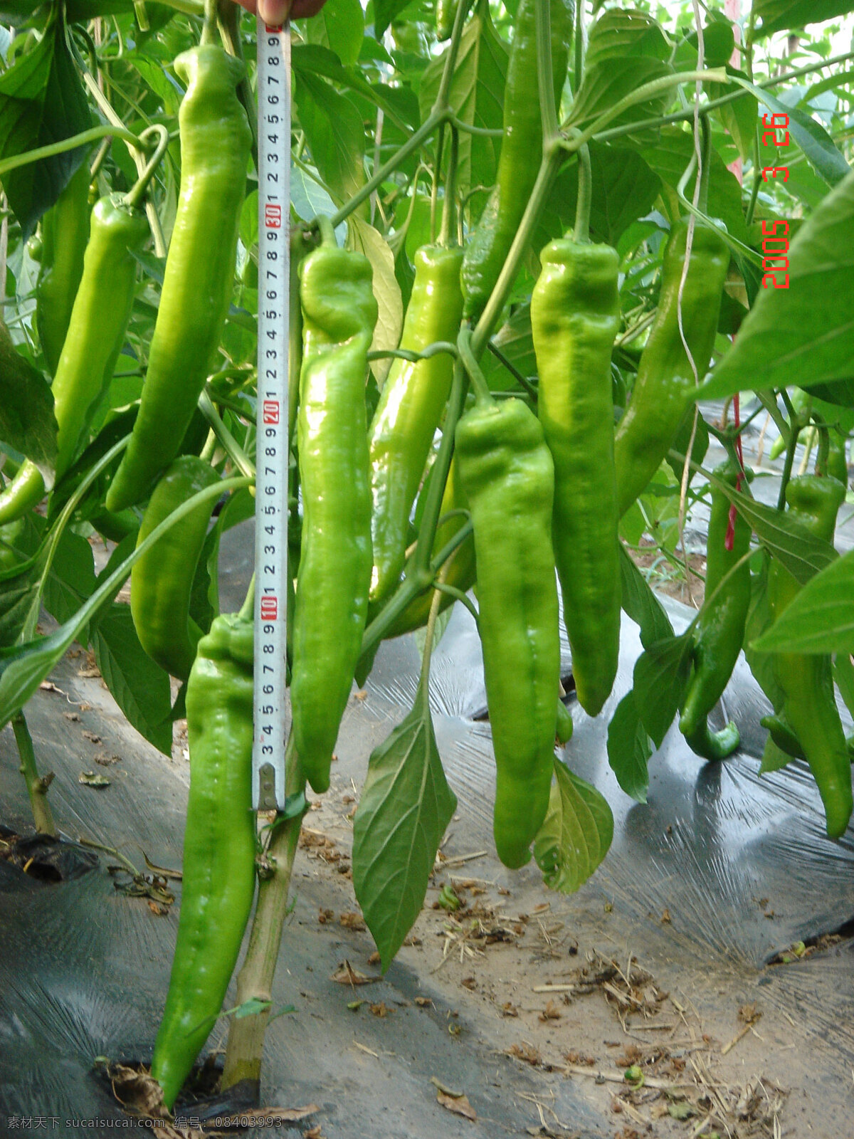 尖椒生长图 尖椒 蔬菜 辣椒 蔬菜生长图 种子包装素材 蔬菜照片 生物世界
