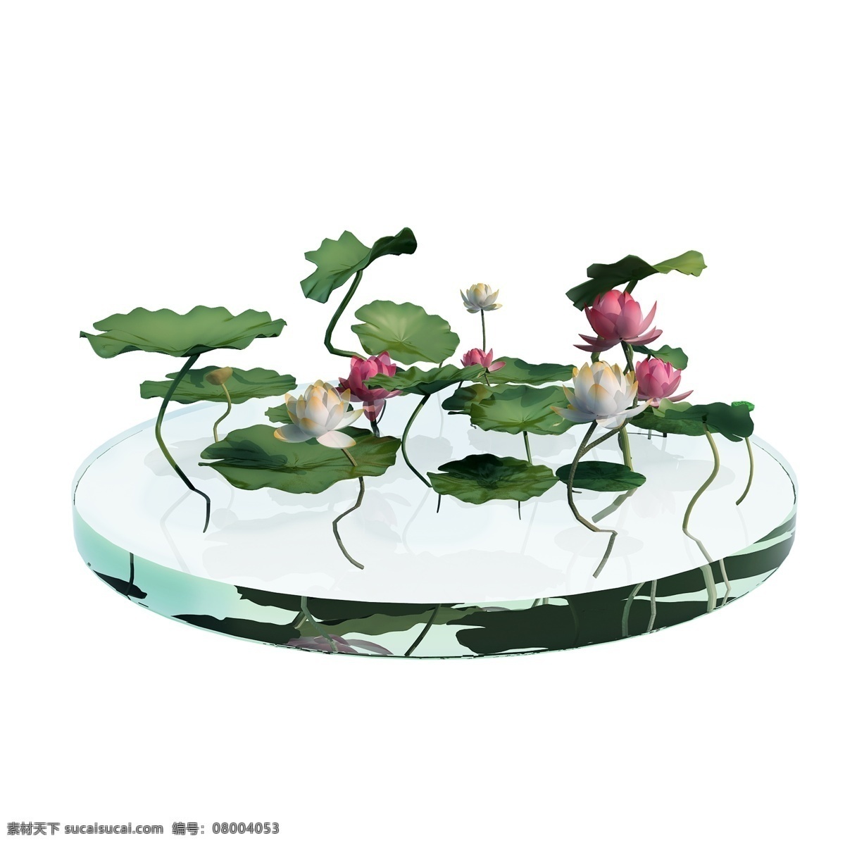 立体 池塘 荷叶 图 花卉 3d 夏季 荷花 花朵 创意 套图 png图 粉色 莲花 开花