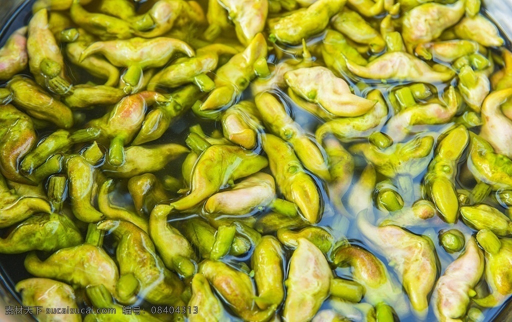 菱角 水菱 鲜菱角 水生植物 绿菱 水特产 美食餐饮水果 生物世界 蔬菜