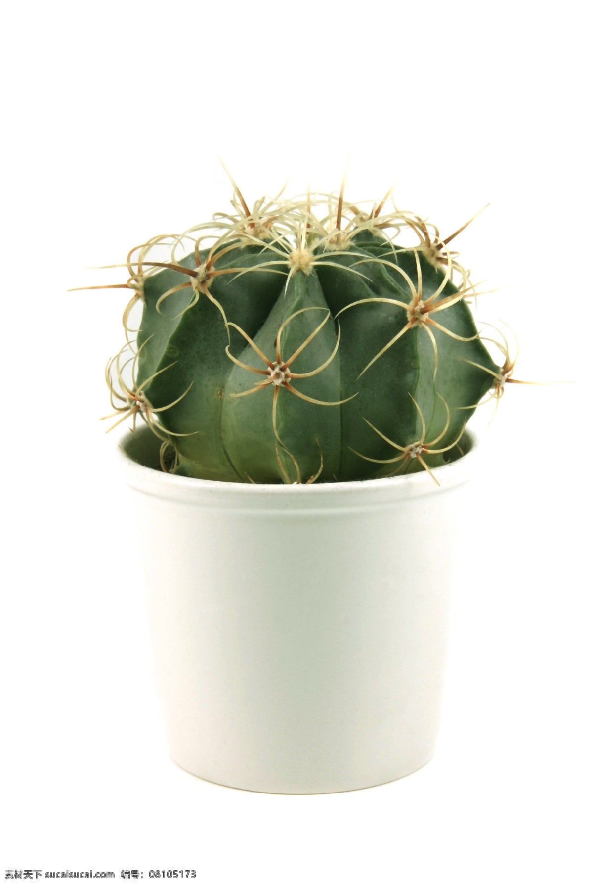 仙人掌盆栽 仙人掌 室内植物 植物 花盆 盆栽 花草 生物世界