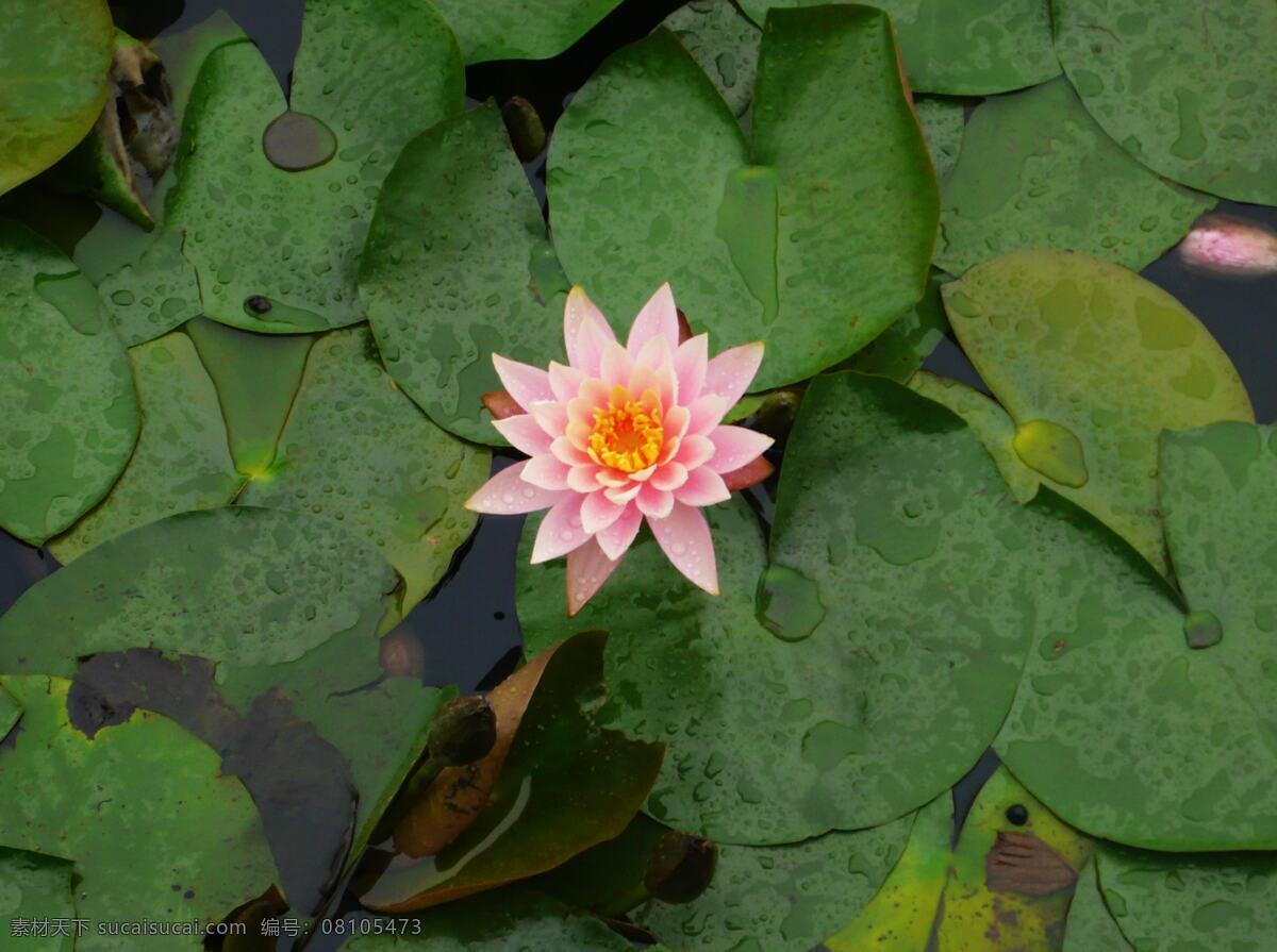 lily water flower nature 生物世界