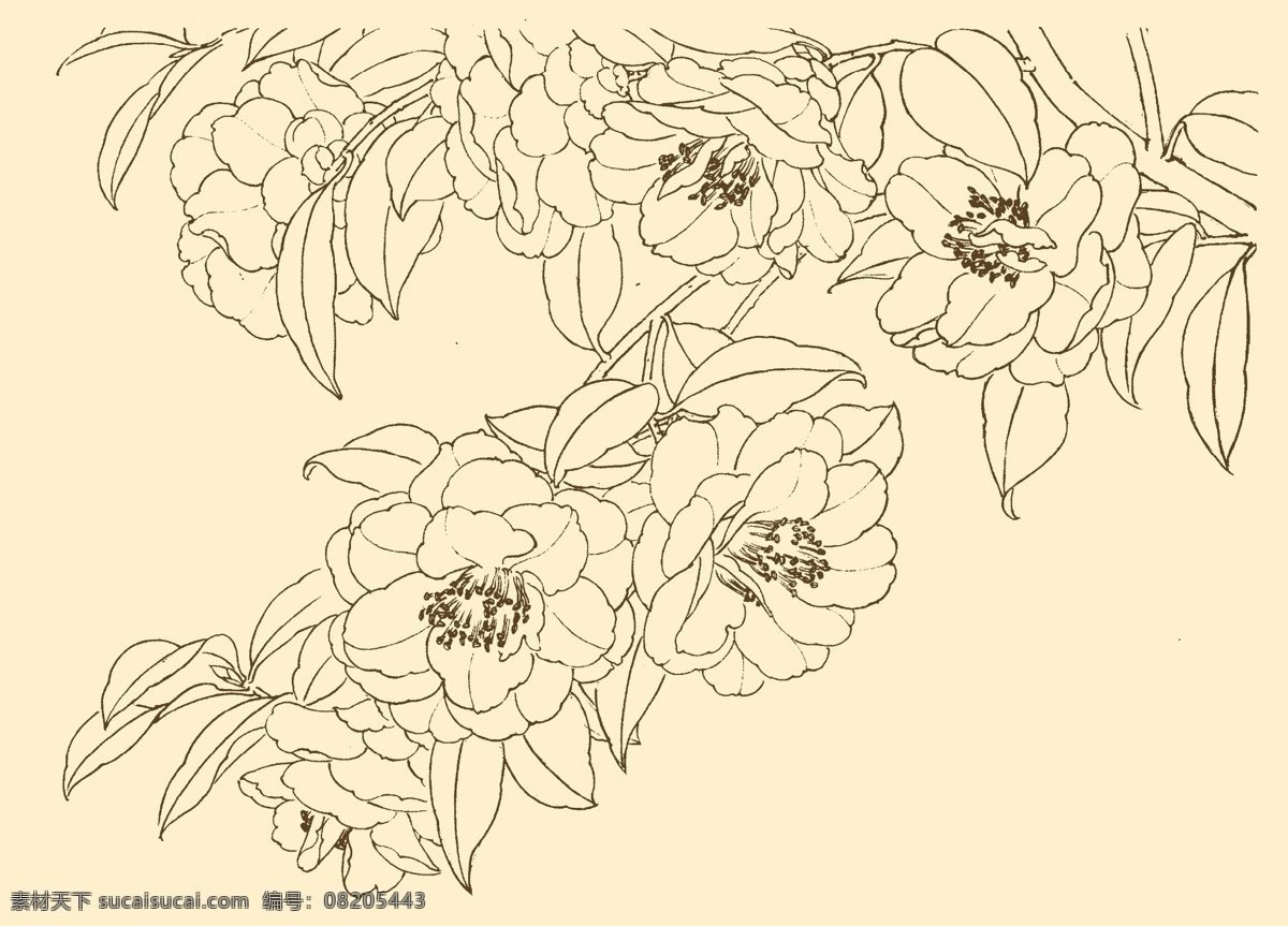 白描花卉 白描 花卉 线描 线画 线稿 中国画 国画 花草 分层 源文件