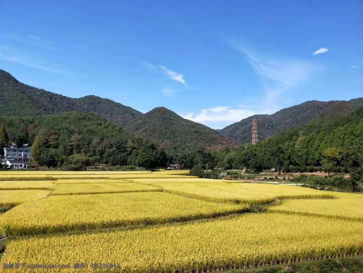 稻谷收获 大丰收 稻谷 收获 颗粒 饱满 生活百科 生活素材