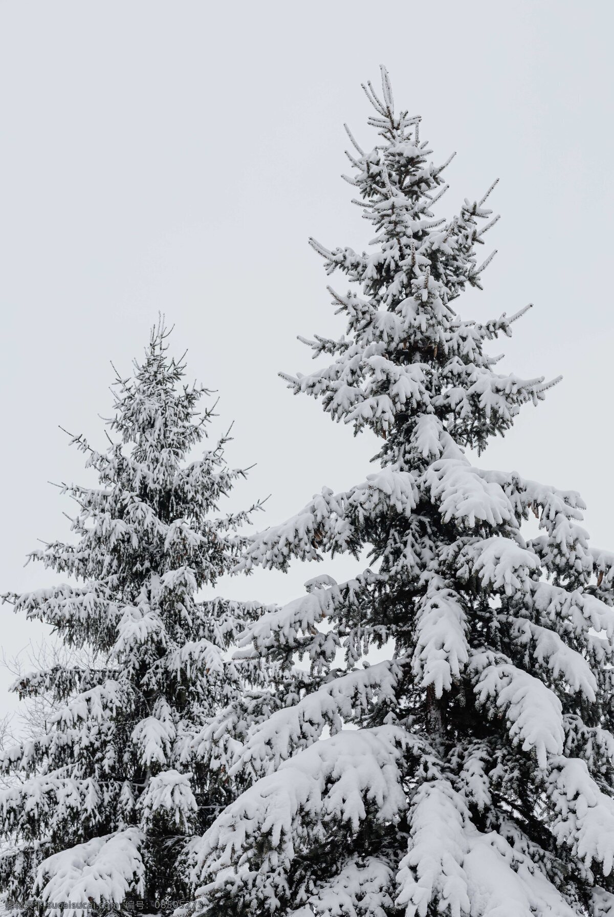 雪松 雪 松树 冬天 植物 白色 旅游摄影 国外旅游