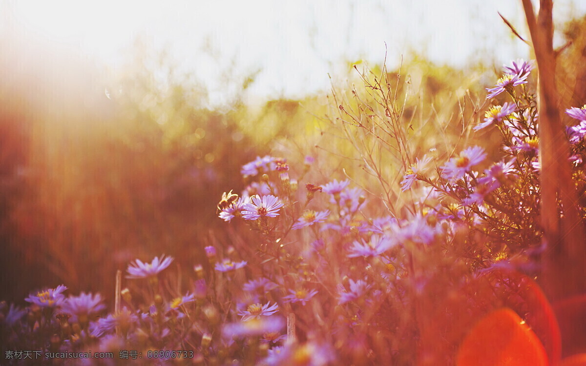 梦幻 唯美 小 蓝花 壁纸 风景 花草 阳光 背景图片