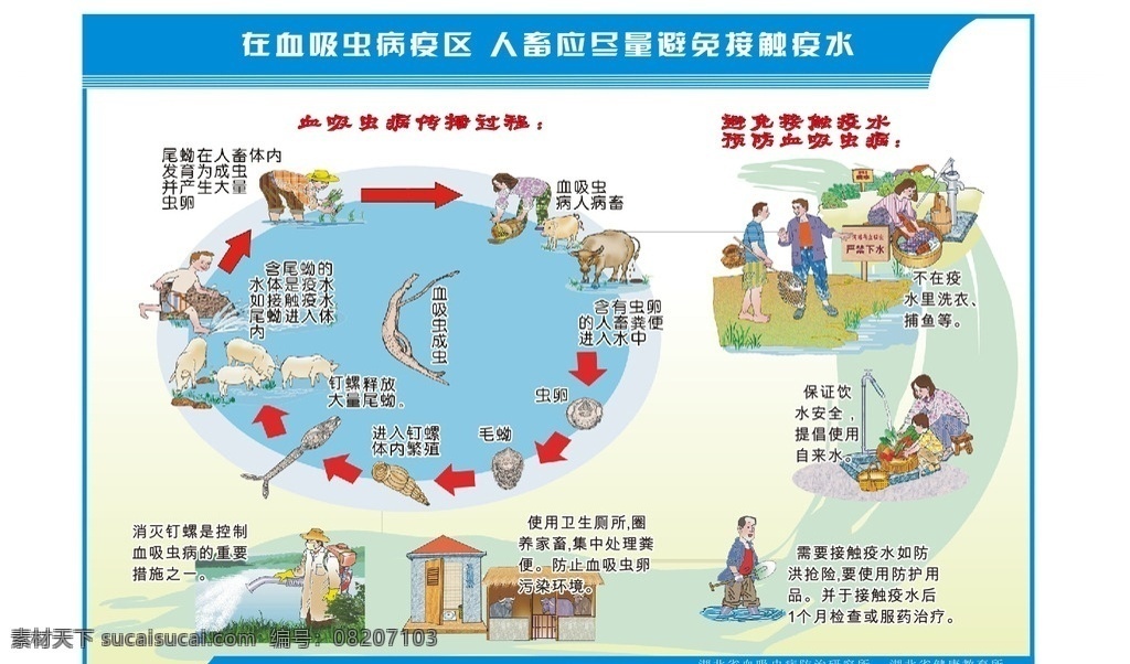 血吸虫疫区 血吸虫 疫区 人畜 动漫画 传播过程 预防方法
