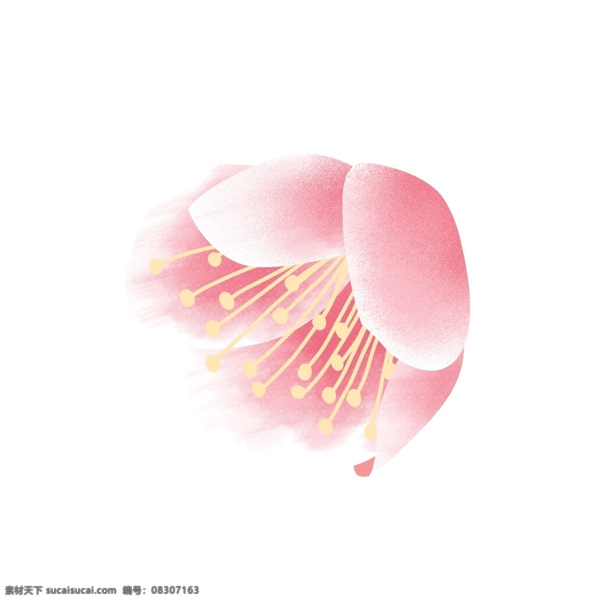 手绘 朵 盛开 粉色 桃花 卡通 花卉