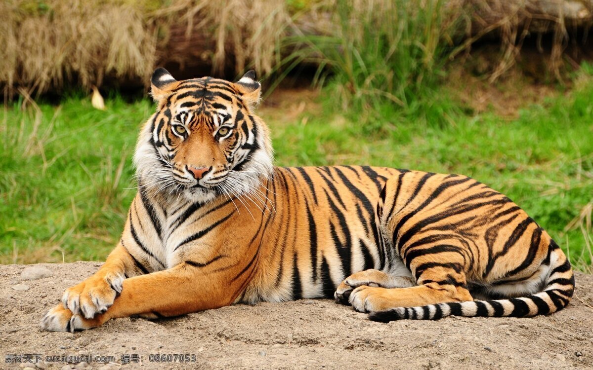 老虎 东北虎 华南虎 大猫 凶猛 凶猛野兽 百兽之王 打老虎 大老虎 虎皮 虎骨 兽皮 野兽 野生动物 动物园 白虎 美洲虎 非洲虎 虎皮膏药 老虎皮 老虎肉 老虎骨头 老虎牙齿 生物世界