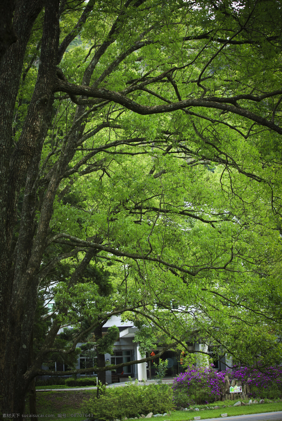 林蔭步道 森林 花園 自然 樹林 自然风景 自然景观