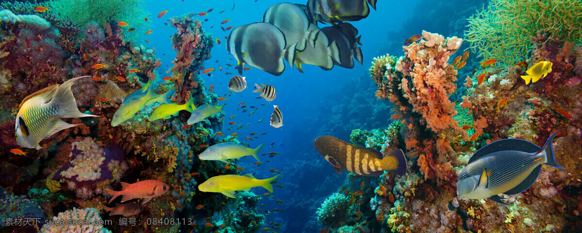 珊瑚和鱼群 珊瑚 鱼群 鱼类动物 海底动物 海底世界 海水 海洋 深海 海洋海边 自然景观 黑色