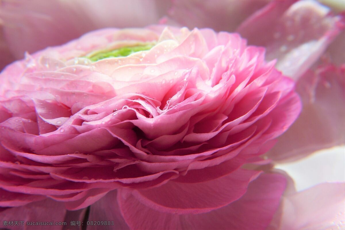 花毛茛 芹菜花 陆莲花 花卉图片 花卉 盆栽 花海 花朵花语 花瓶 夏花 花之物语 唯美 花朵 居家插花 插花 插花艺术 花艺摆设摄影 插花diy 唯美花朵 可爱花朵 插花实拍 花艺造型 花艺摆设 花儿 花卉花艺 清新花朵 野生花朵 意境花朵 浪漫花朵 生物世界 花草