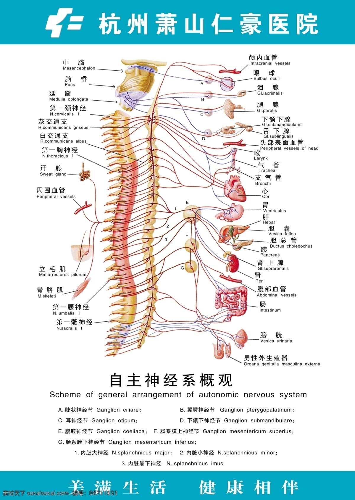 人体八大系统——神经系统_神经元