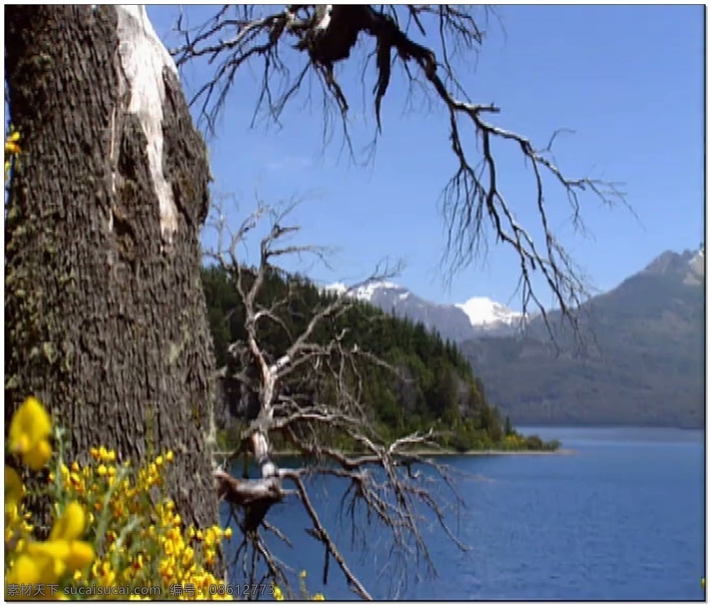 湖 景 动态 视频 蓝色 湖边 树木 自然 视频素材 动态视频素材
