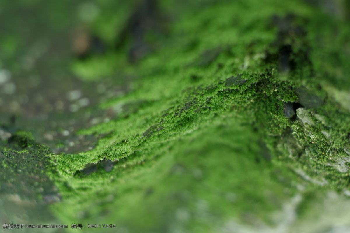 苔藓 绿苔 绿色 植物 地面 自然景观 自然风景