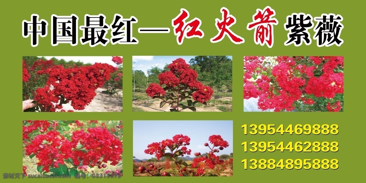 中国最红 紫薇 红火箭 红火球 美国 最红 分层 源文件