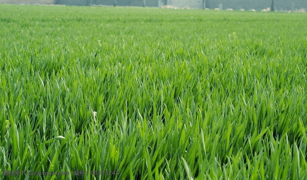 麦田 小麦 小麦地 田园 庄稼 麦穗 丰收 绿色植物 农作物 其他生物 生物世界