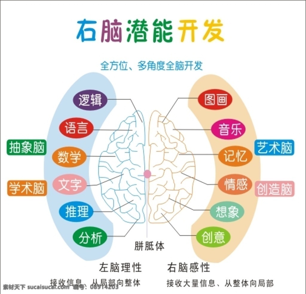 七 田 全 脑 教育 图 七田全脑教育 左脑 右脑 色彩缤纷 右脑潜能开发 卡通图片 矢量图 卡通设计