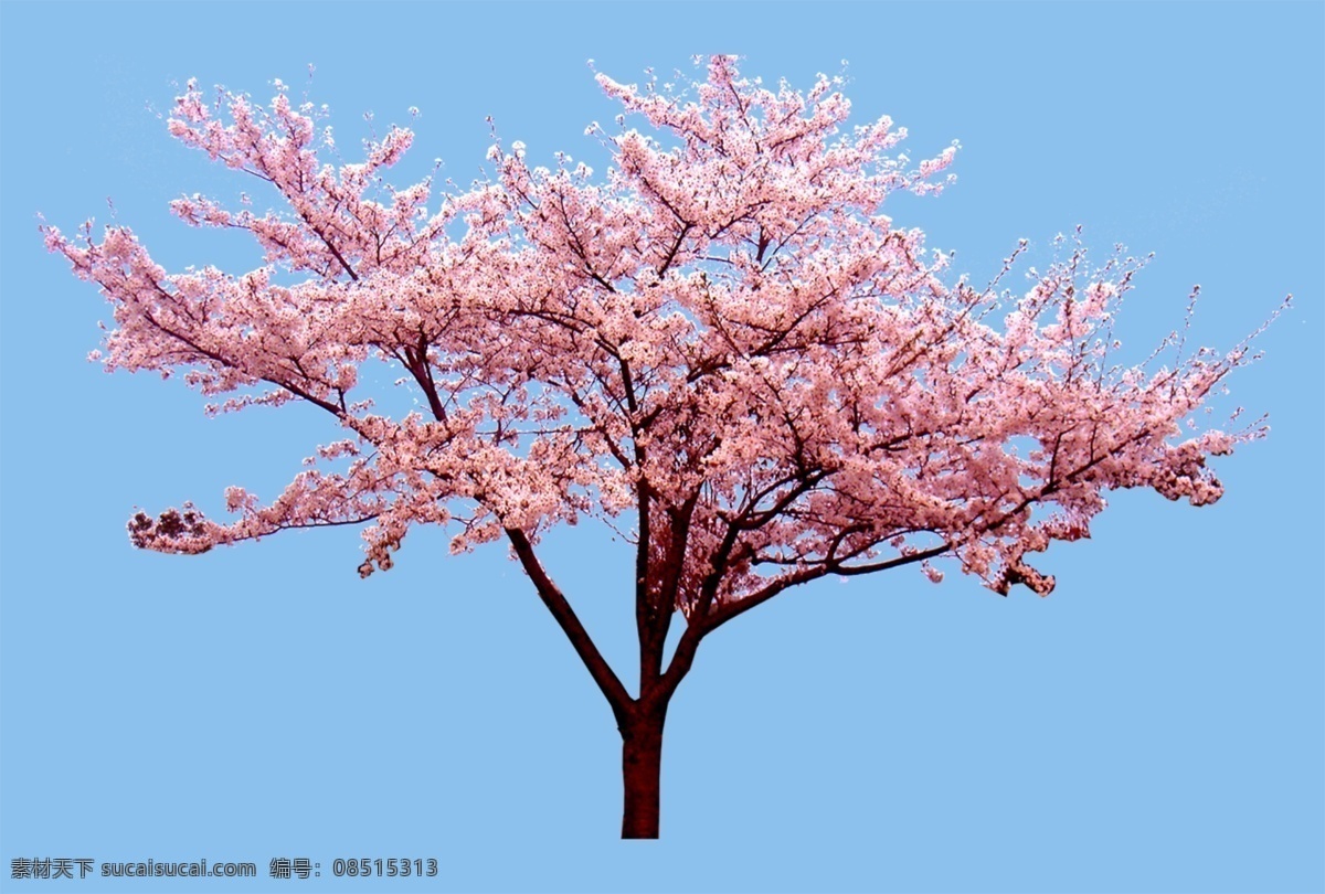 日本 晚樱 格式 樱花 psd格式 园林 效果图 环境设计 景观设计