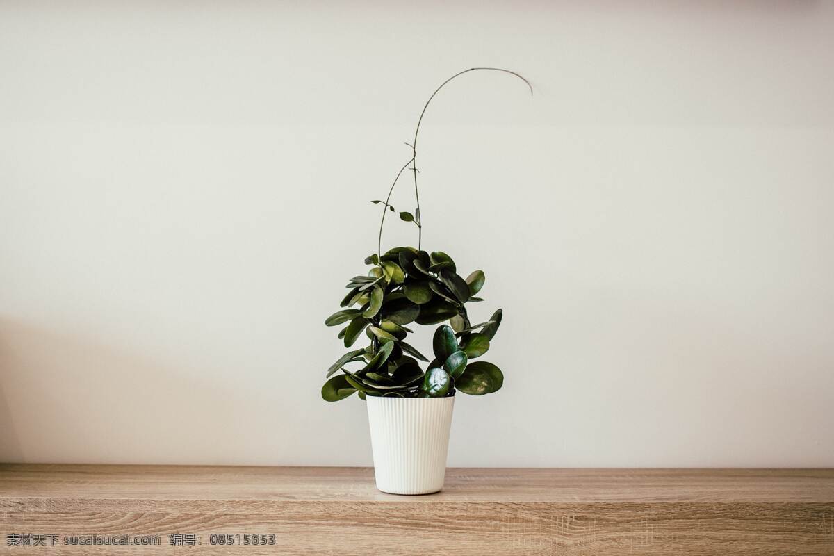花朵 花盆 花瓶 家居 艺术 背景 杂图