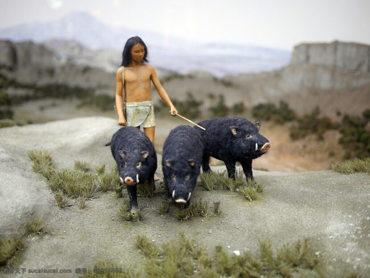原始人赶猪 赶猪 黑猪 原始人 原住民 史前人类 原始生活 部落 文化艺术