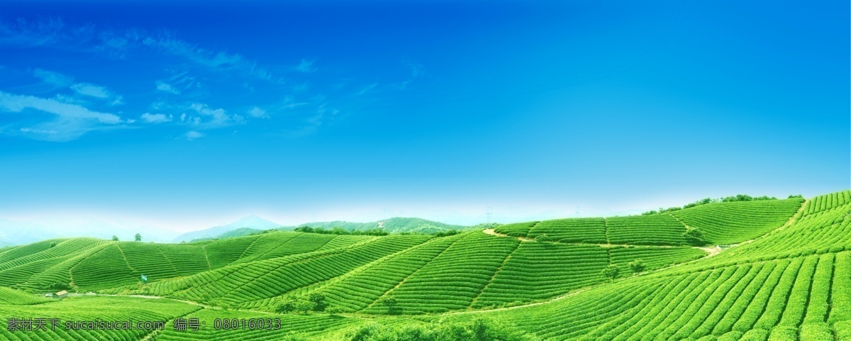 茶山风景 天空 草地 蓝天 茶山