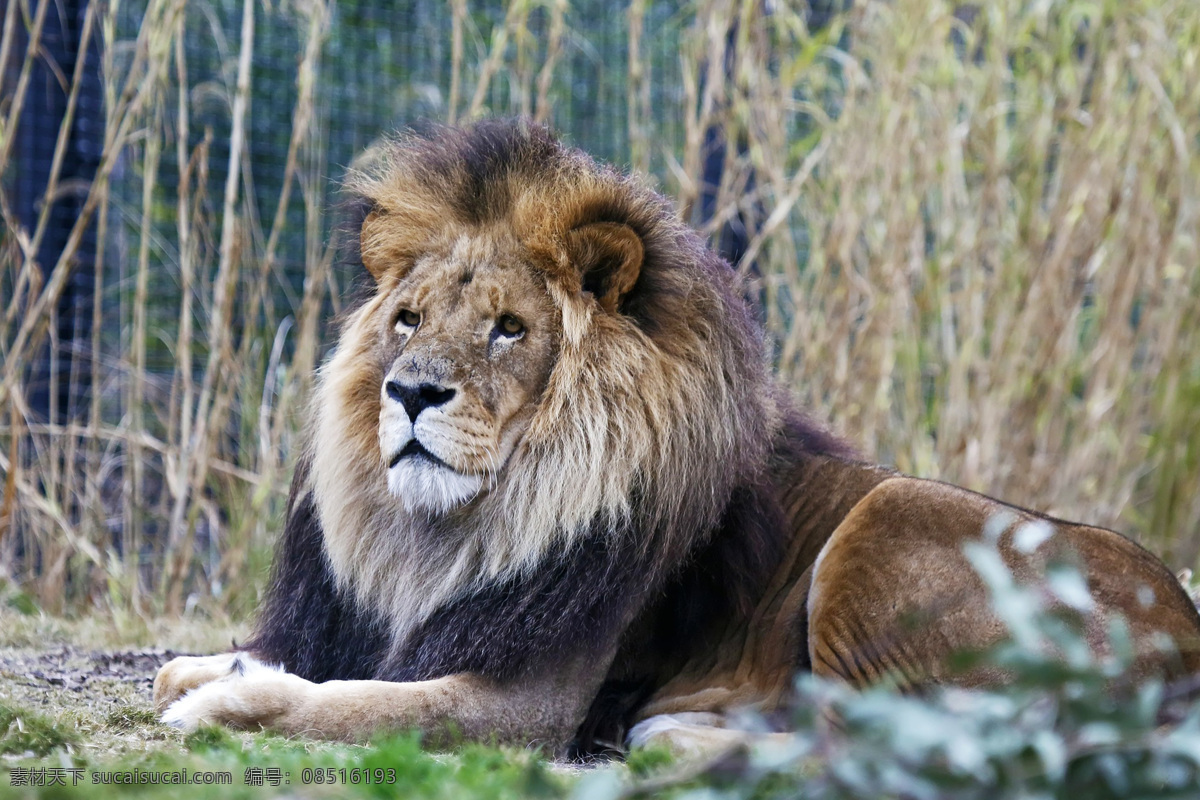 狮子 panthera leo 狮 lion 狻猊 大型猫科动物 哺乳动物 猫科动物 亚洲狮 非洲狮 刚果狮 加丹加狮 肯尼亚狮 喀麦隆狮 克鲁格狮 巴巴里狮 北非狮 阿特拉斯狮 开普狮 努比亚狮 罗斯福狮 塞内加尔狮 索马里狮 卡拉哈里狮 洞狮 雄狮