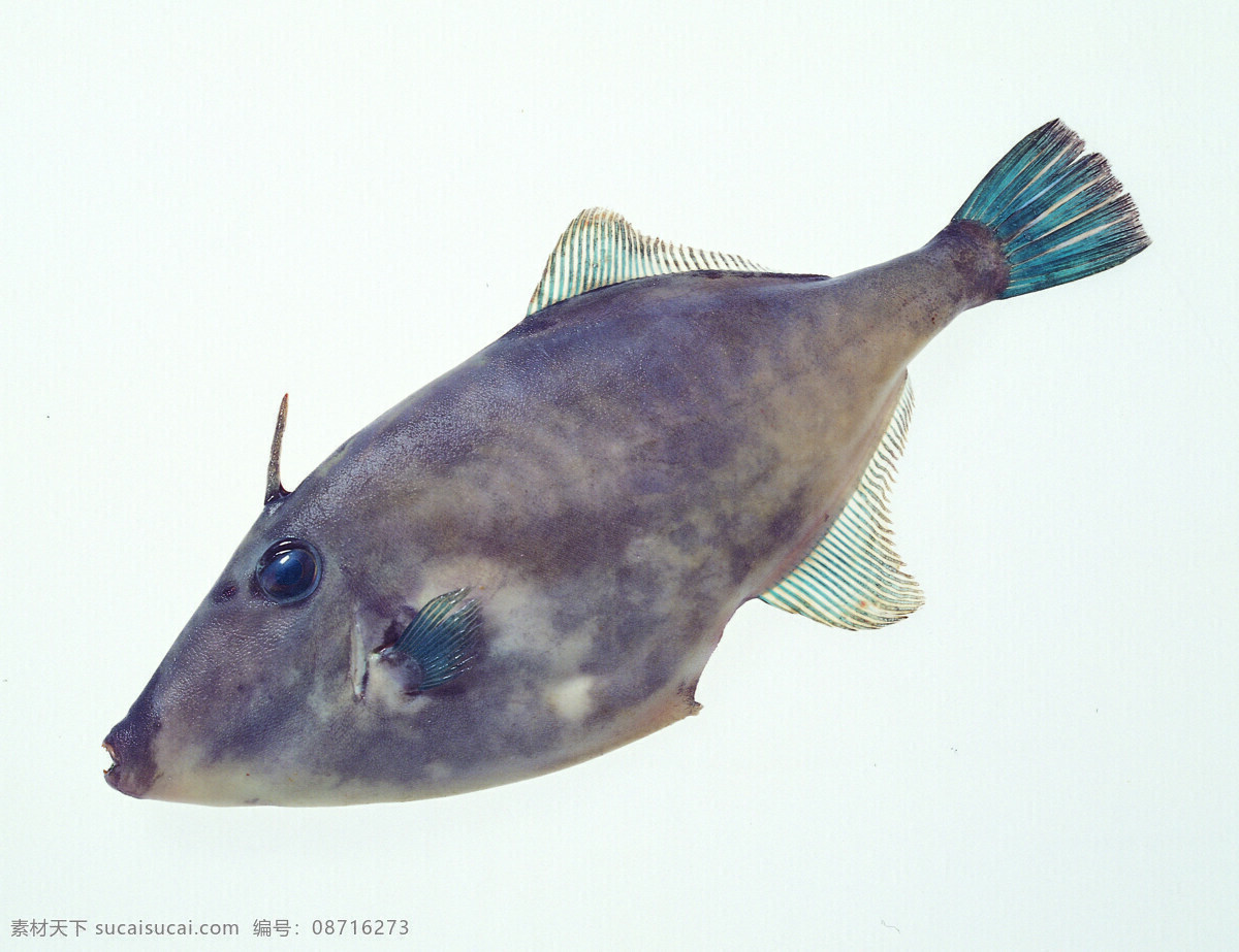 全球 首席 大百科 海鲜 螃蟹 乌贼 鱼 章鱼 牡蛎 蛤蜊 生物世界