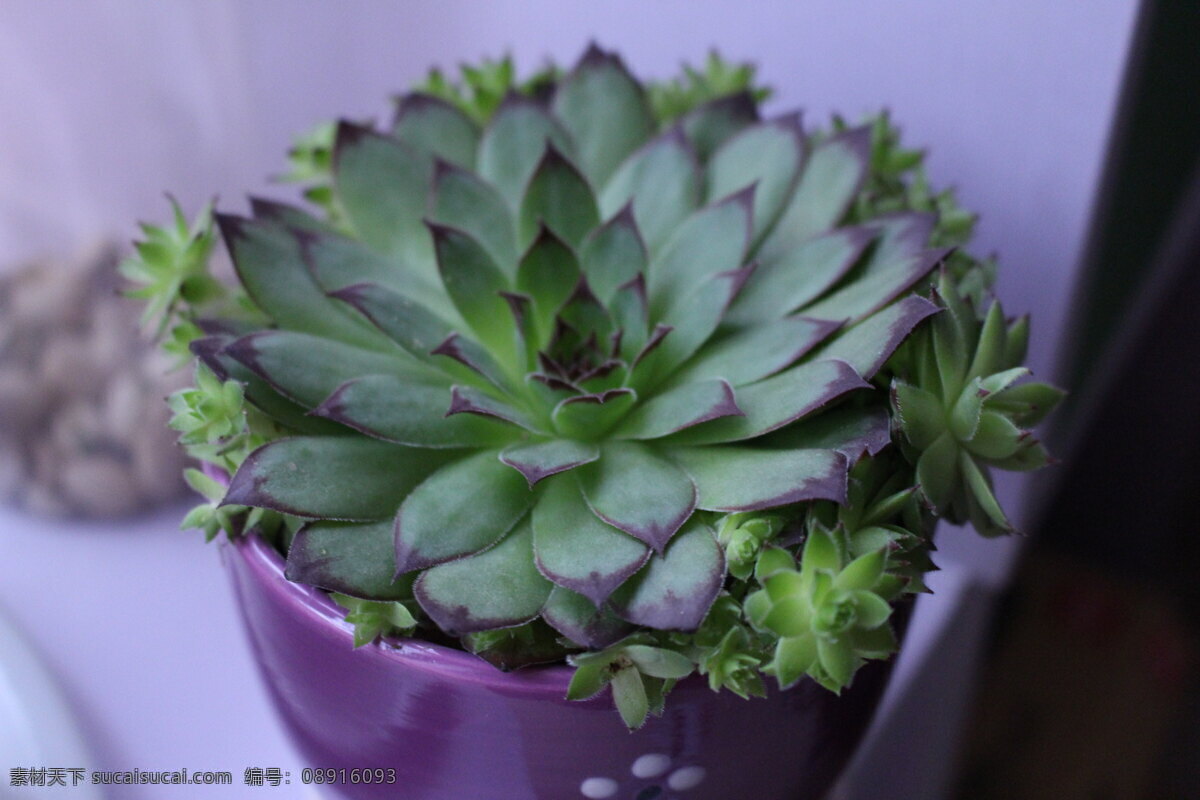 多肉植物 紫色 玉莲 多芽 小鲜肉 生物世界 花草 黑色