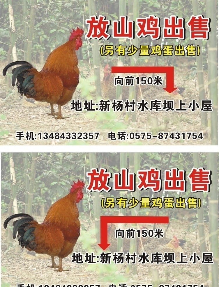 山鸡广告 放山鸡 山鸡 公鸡 竹林鸡 山鸡出售 矢量