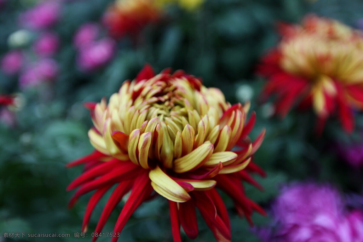 姿态 妖娆 菊花