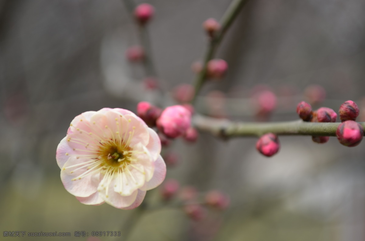 红梅 粉红色 梅花 花瓣 花蕾 树枝 天空 花蕊 花枝 盛开 鲜艳 花草 生物世界