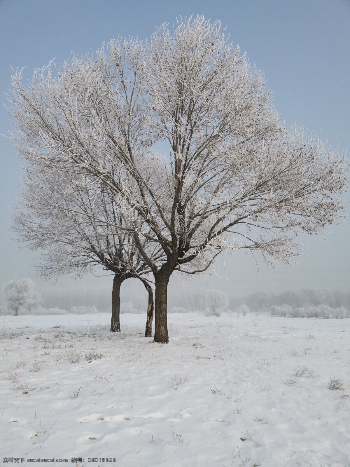 冬天的树景 雪景 树 大雪 公园 漫步 爱情树 草原冬天 蓝天景色 北方 自然 冬天 生物世界 树木树叶