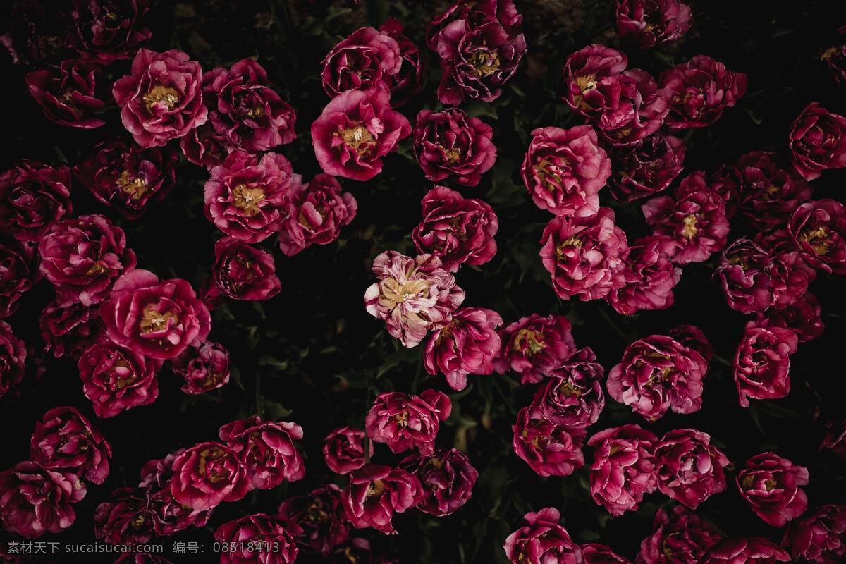 玫瑰花摄影 玫瑰花苞 七彩玫瑰 玫瑰 红玫瑰 白玫瑰 黄玫瑰 粉玫瑰 蓝玫瑰 紫玫瑰 蝴蝶兰 蓝色妖姬 自贡玫瑰 含苞待放 月季 月季花 粉色玫瑰 花枝 插花 瓶艺 花束 玫瑰花束 一捧花 一束花 花瓣 花朵 花骨朵 花卉 花草 鲜花绿叶 鲜花 花海 玫瑰花海 花蕾 花蕊 生物世界