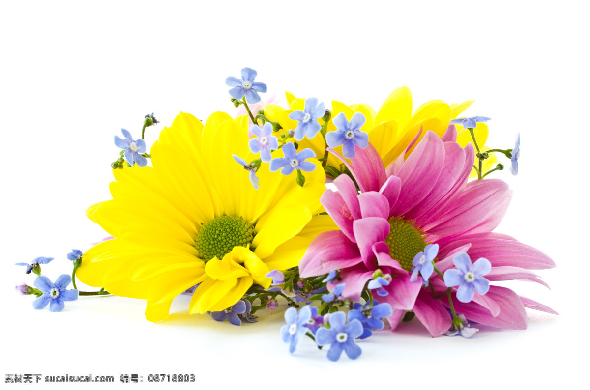 叶子 黄色 花束 花团 花簇 粉色 小花 花草 生物世界