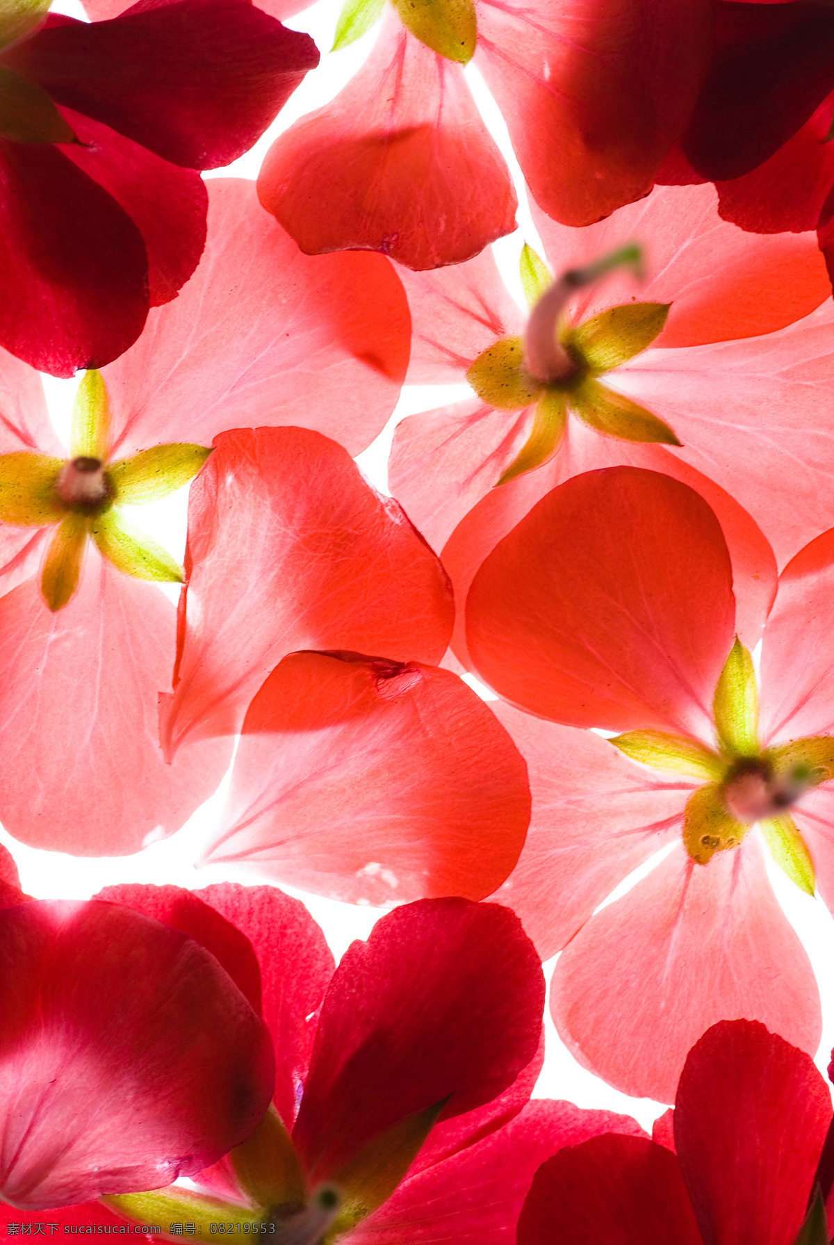 红色 花朵 背景 高清 高清图片 花卉 肥牛牛