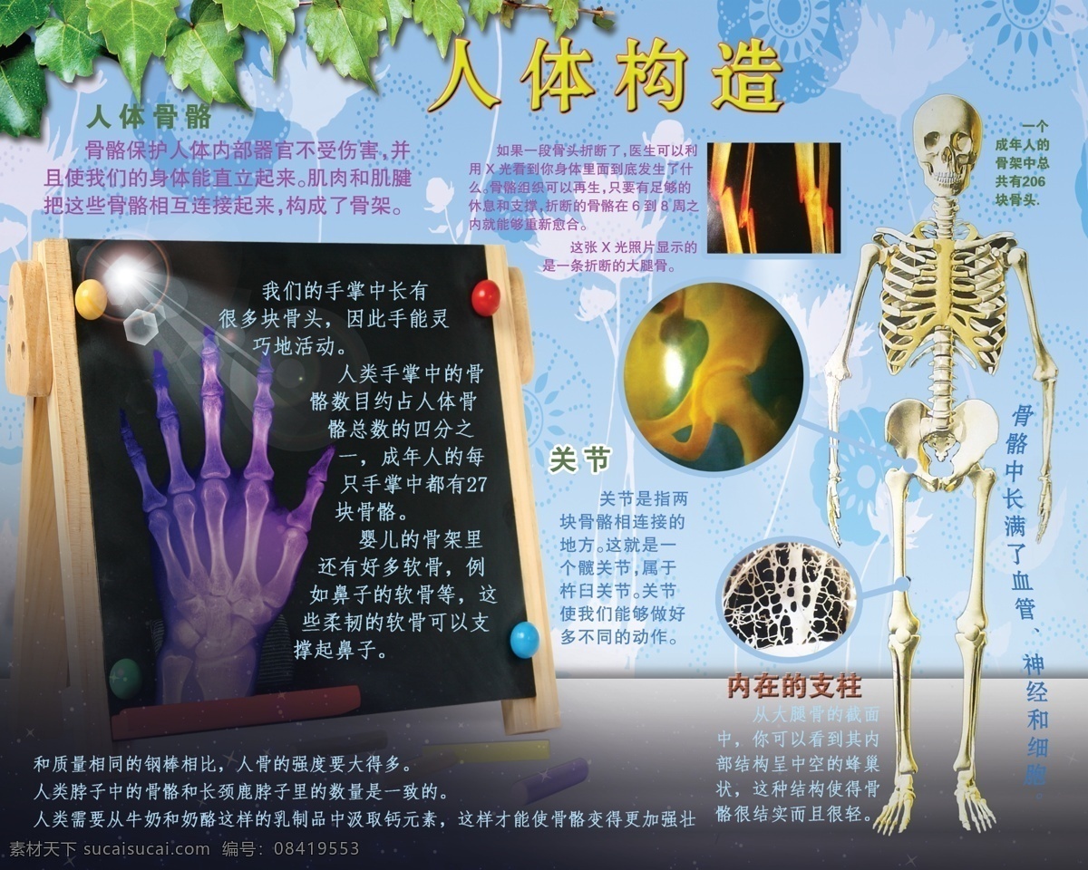 人体构造 人体骨骼 蓝色背景 树叶 边框 手骨 光晕 广告设计模板 源文件