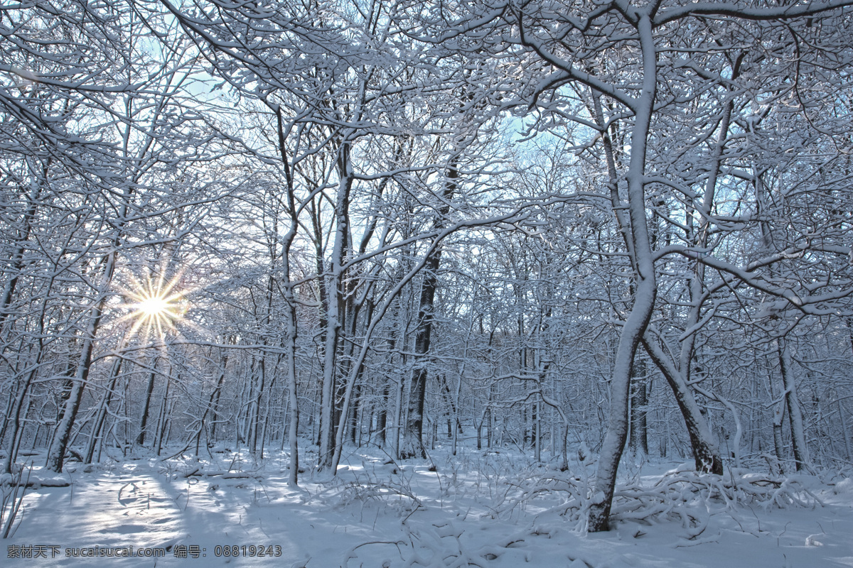 冬天 树林 雪景 冬天雪景 冬季 美丽风景 美丽雪景 白雪 积雪 风景摄影 树木 树枝 雪地 阳光 雪景图片 风景图片